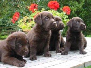 20071214090649-foto-perros-labrador.jpg